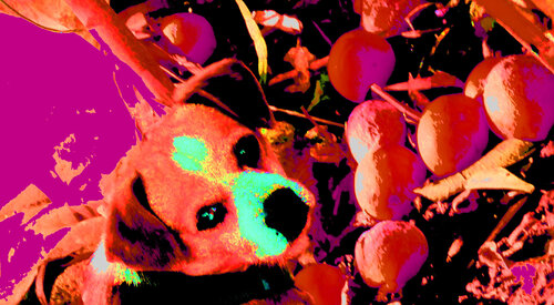 caoo que late reco 40 22 van Celso PREI, Fotografie te koop op Singulart