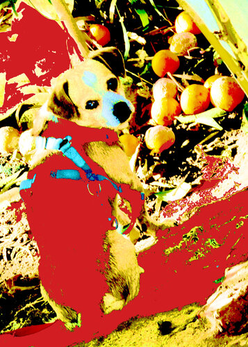 caoo que late silencio 42x30 di Celso PREI, Fotografia in vendita su Singulart