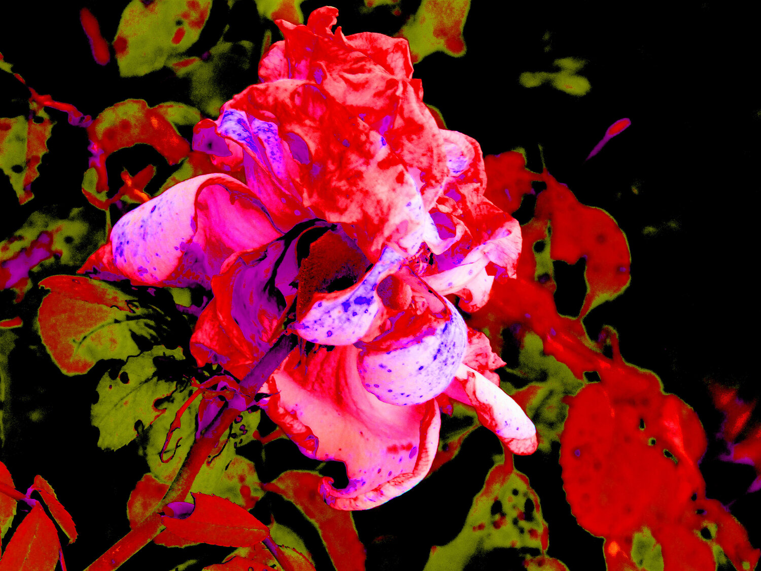 IMG_4315 - flor da vida - venda em formato digital Celso PREI