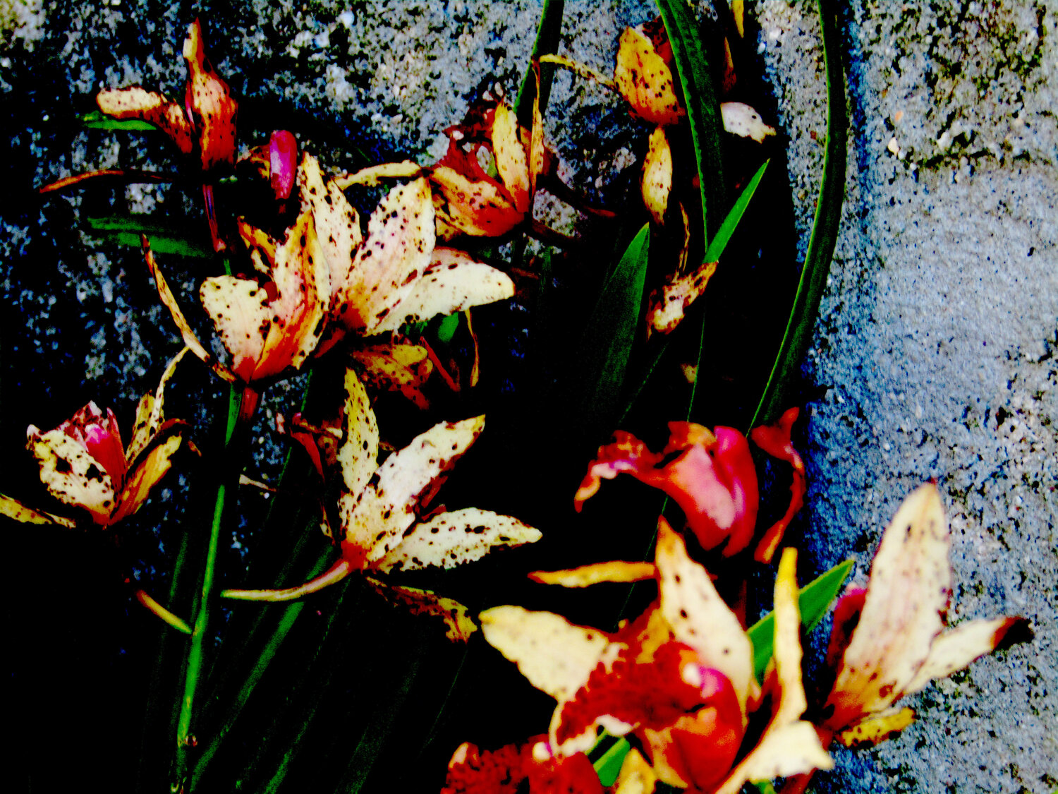 IMG_5283b -flor do amor Celso PREI