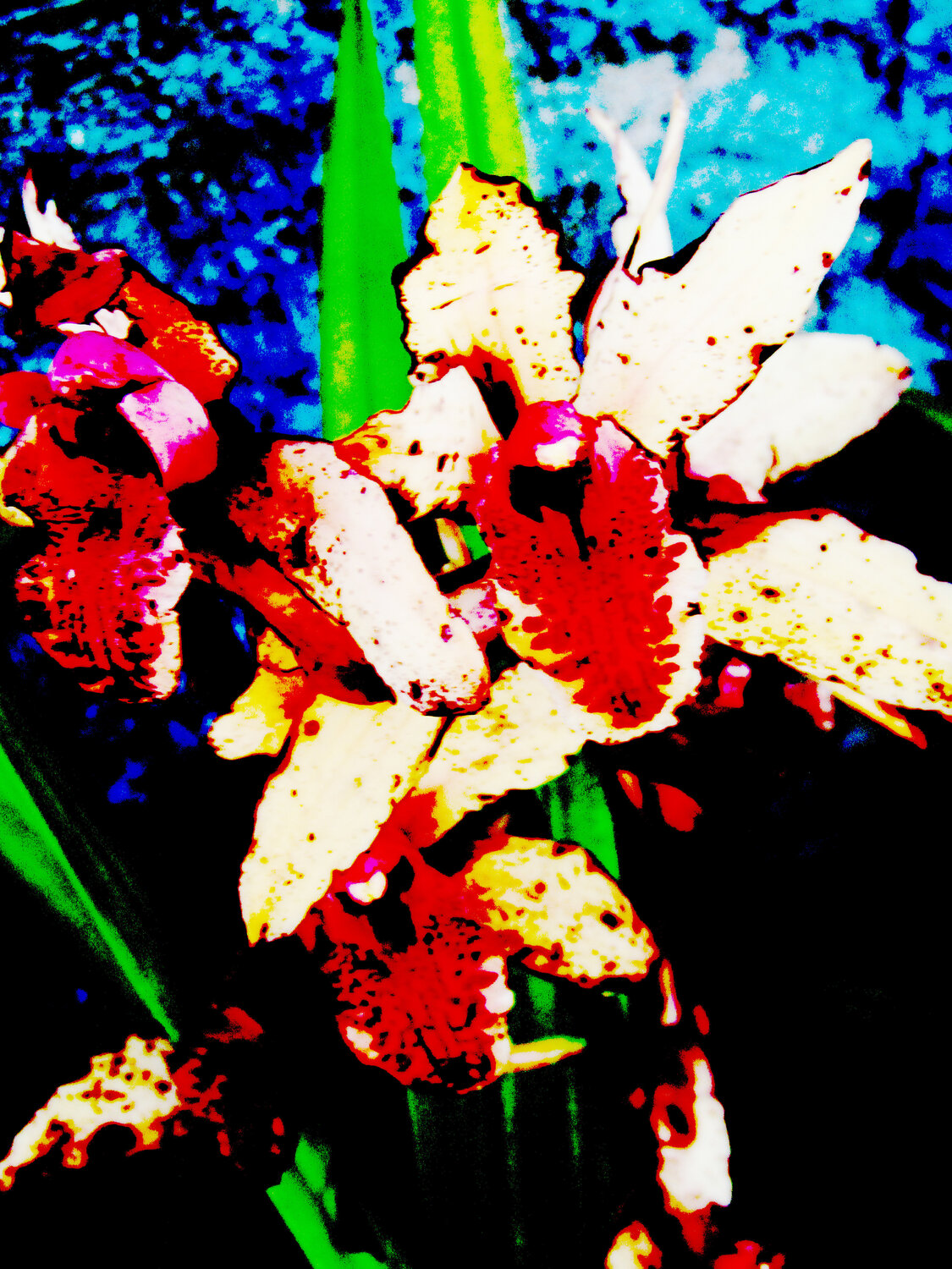 IMG_5284b - flor do amor 1 Celso PREI