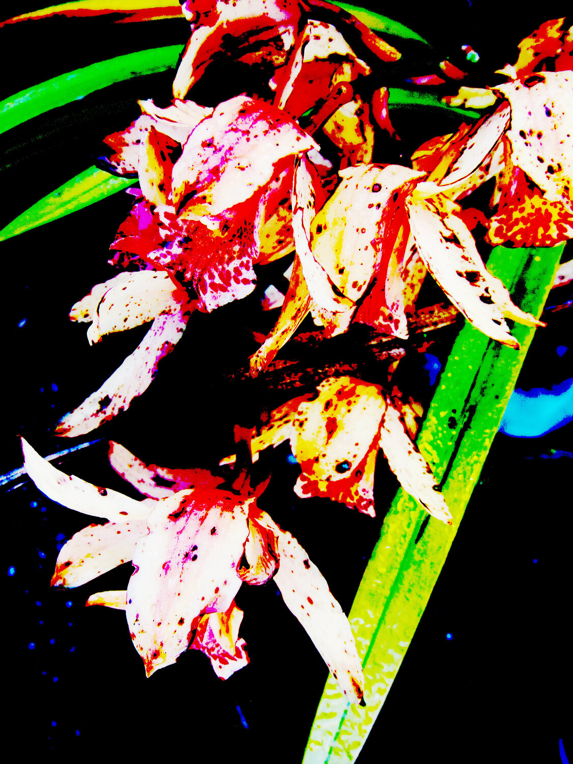IMG_5285b - flor da ilusão Celso PREI