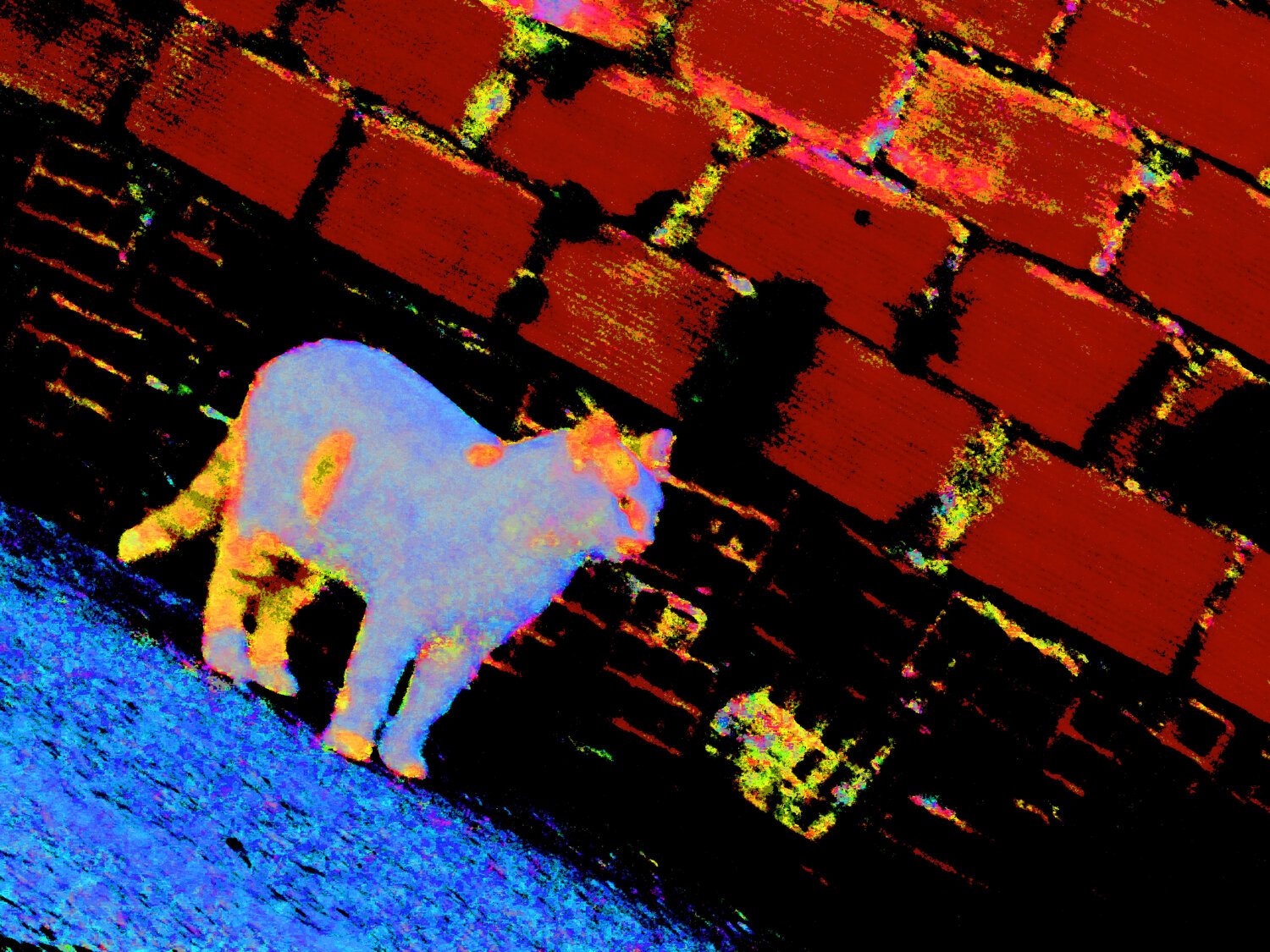 IMG_5290b - gato invisivel Celso PREI
