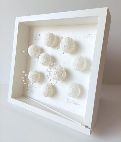 Taraxacum tremulum. Reproductio | Herbarium Imaginarium de Svetlana Grigoryeva, Escultura a la venta en Singulart