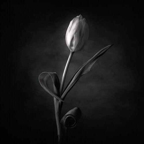 Dancing Tulips no 1 by Susanna Patras, 사진 for Sale on Singulart