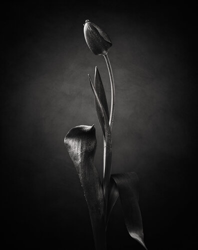 Dancing Tulips no 2 di Susanna Patras, Fotografia in vendita su Singulart