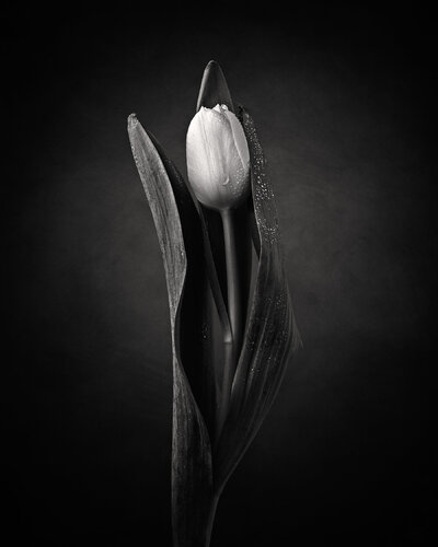 Dancing Tulips no 3 di Susanna Patras, Fotografia in vendita su Singulart