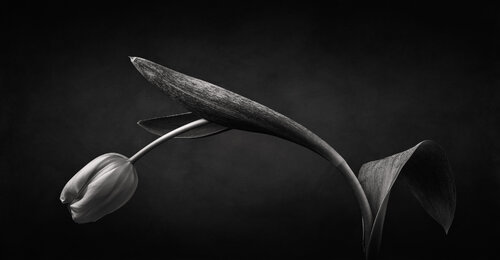 Dancing Tulips no 7 di Susanna Patras, Fotografia in vendita su Singulart