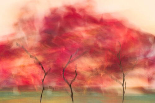 Red October by Susanna Patras, Photography for Sale on Singulart