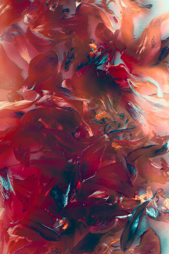 Ephemeral Beauty van Susanna Patras, Fotografie te koop op Singulart
