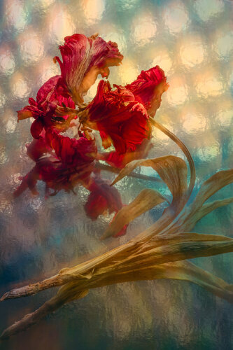 Fading Away di Susanna Patras, Fotografia in vendita su Singulart
