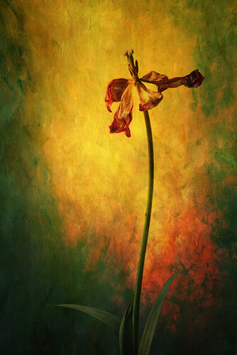 Sunrise Memory by Susanna Patras, 사진 for Sale on Singulart