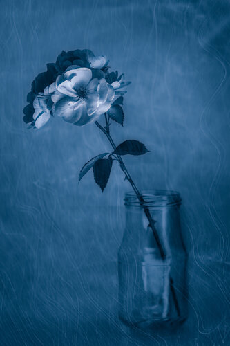 Moonlight Song by Susanna Patras, Photography for Sale on Singulart
