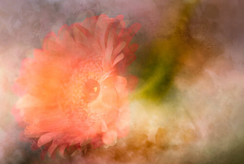 Zen Summer by Susanna Patras, Photography for Sale on Singulart