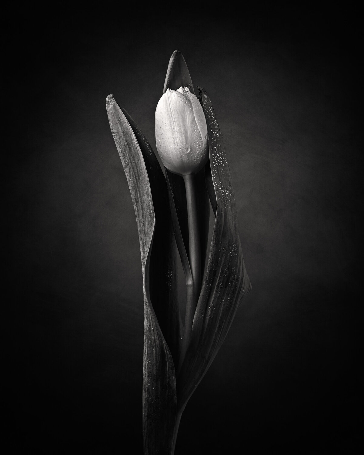 Dancing Tulips no 3 Susanna Patras