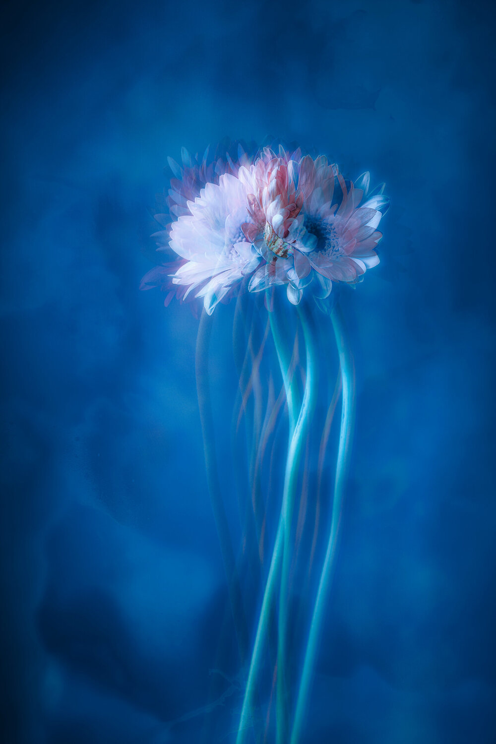 Bliss Susanna Patras