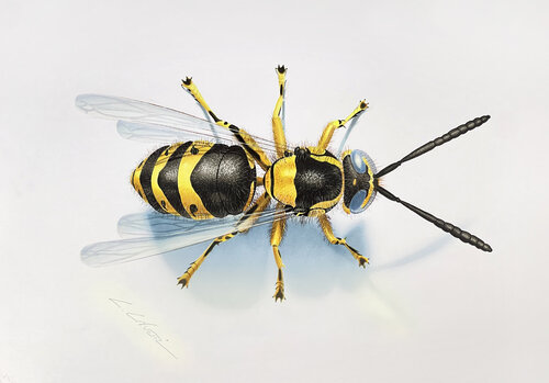 Hornet van Leonello Calvetti, Schilderij te koop op Singulart