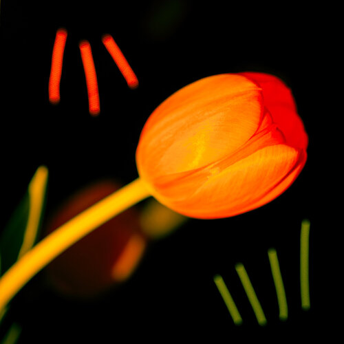 Tulip #3 van Daniel Barsotti, Fotografie te koop op Singulart