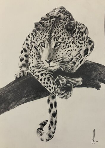 Leopard 2 von Diana Art, Zeichnungen kaufen auf Singulart