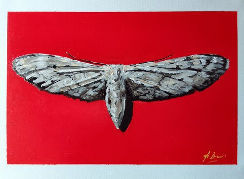 Lepidoptera Night_Butterfly_CV_099 di Antonio Bocero Sanchez, Pittura in vendita su Singulart