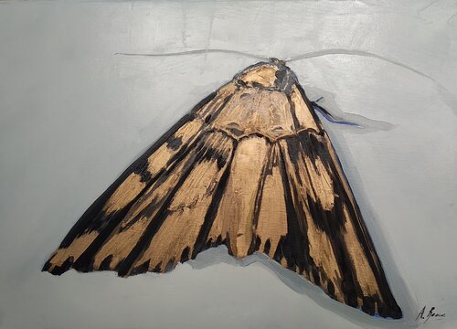 099_CM_Batterfly _Black di Antonio Bocero Sanchez, Pittura in vendita su Singulart