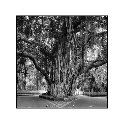 Die Ägyptische Straßenpracht - Ficus Elastica von Stefan Neubauer, Fotografie kaufen auf Singulart
