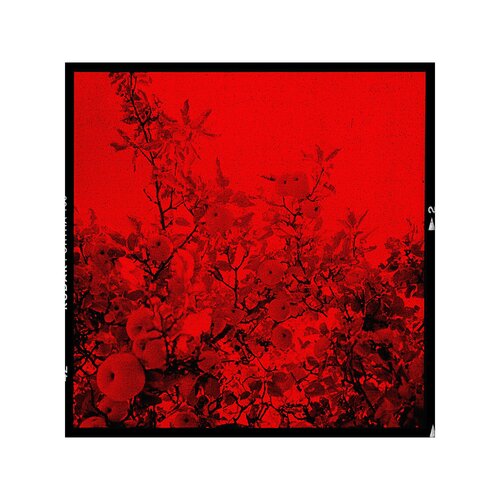 RED APPLE TREE  #1 Stefan Neubauer