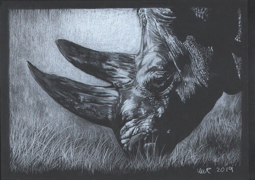Nashorn di Uwe Reber, Opera su carta in vendita su Singulart