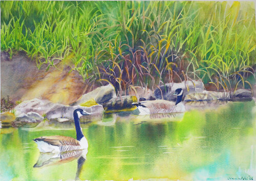 Gänse am Ufer van Joanna Hamulski, Schilderij te koop op Singulart