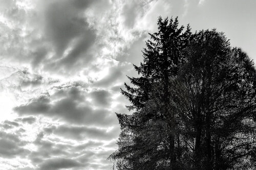 Baum in Dolgelin von Thomas Falkner, Fotografie kaufen auf Singulart
