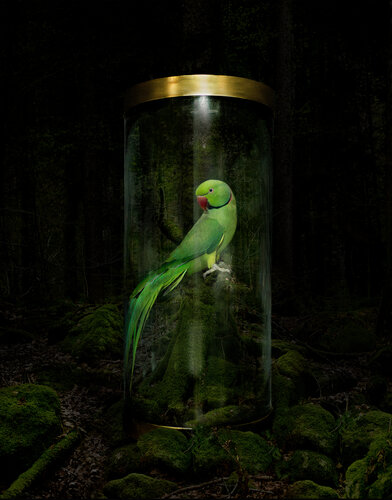The forest at night von Tina Winkhaus, Digital kaufen auf Singulart