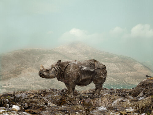 Rhino van Tina Winkhaus, Digitaal te koop op Singulart