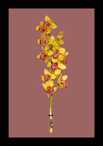 Orchidee di Tina Winkhaus, Digitale in vendita su Singulart