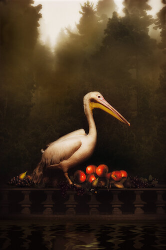 Pelican at the Water’s Edge, Natura Morte von Tina Winkhaus, Fotografie kaufen auf Singulart