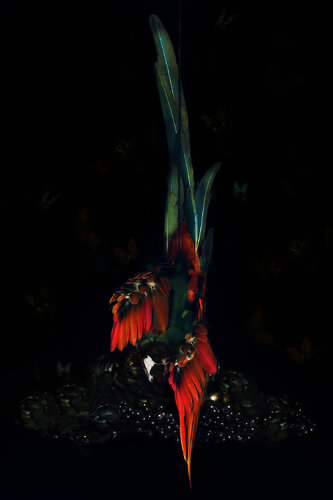 Suspended Parrot von Tina Winkhaus, Fotografie kaufen auf Singulart