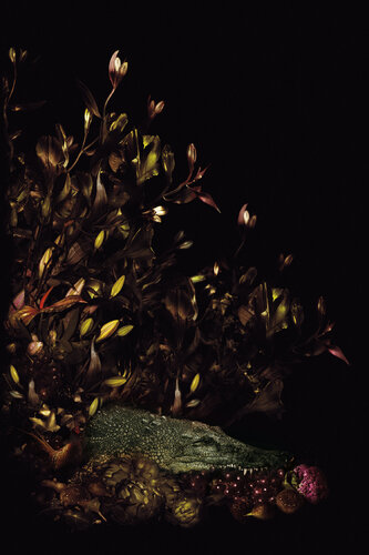 Still Life with Crocodile von Tina Winkhaus, Fotografie kaufen auf Singulart