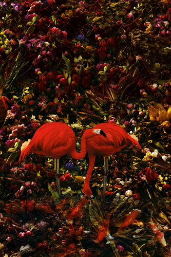 The Flamingo's Mirror von Tina Winkhaus, Fotografie kaufen auf Singulart