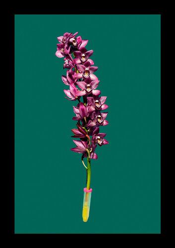 ORCHIDEE PINK van Tina Winkhaus, Digitaal te koop op Singulart