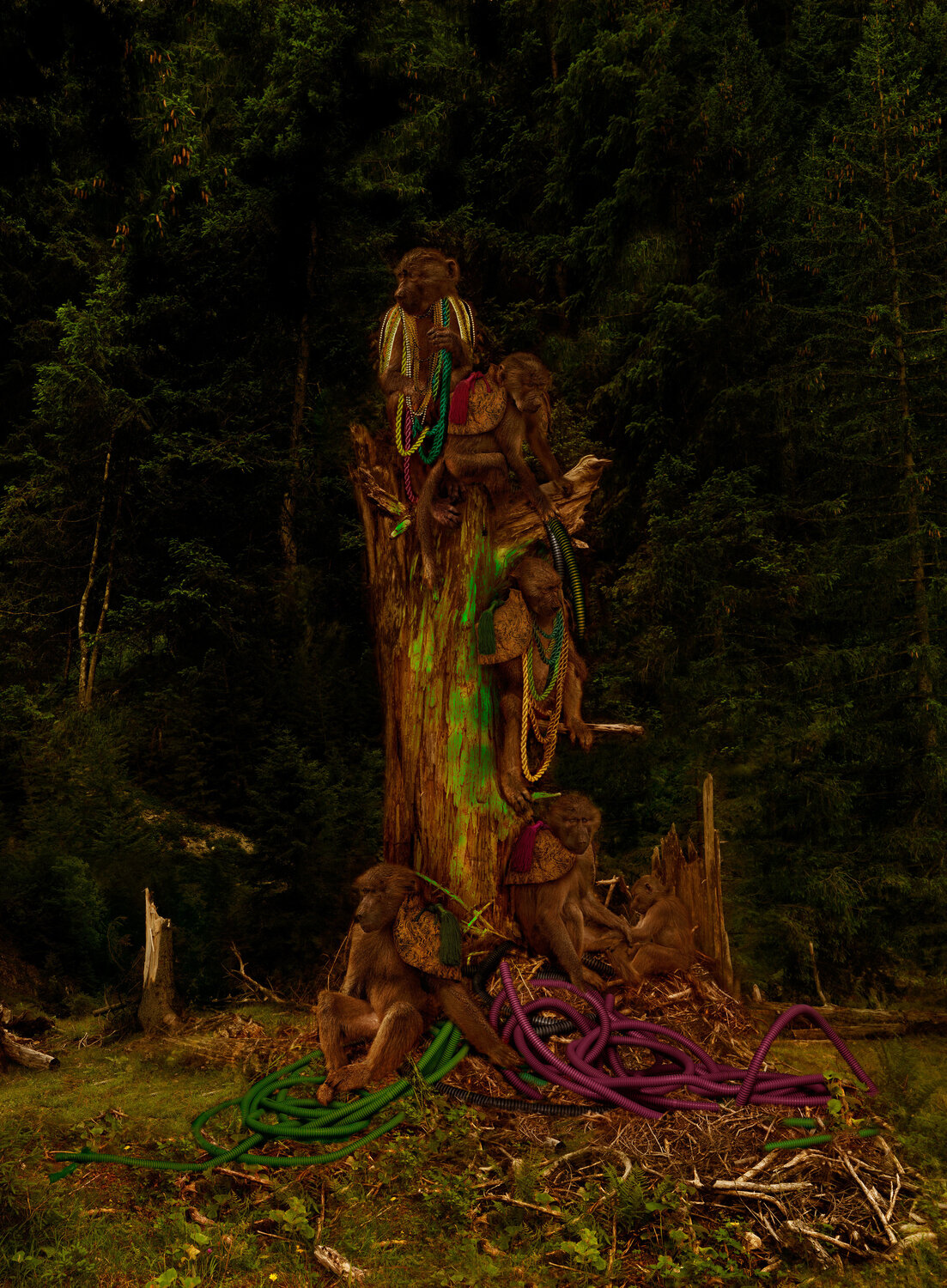Monkeys sitting on a tree , Earth Odyssee Tina Winkhaus