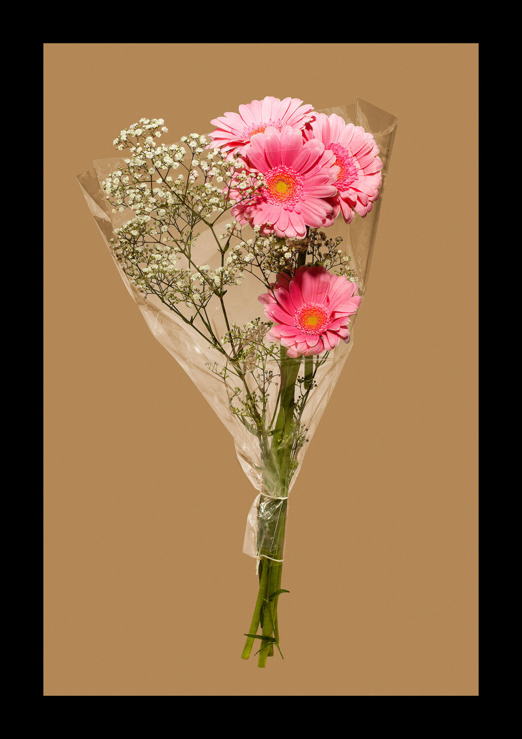 GERBERA Tina Winkhaus