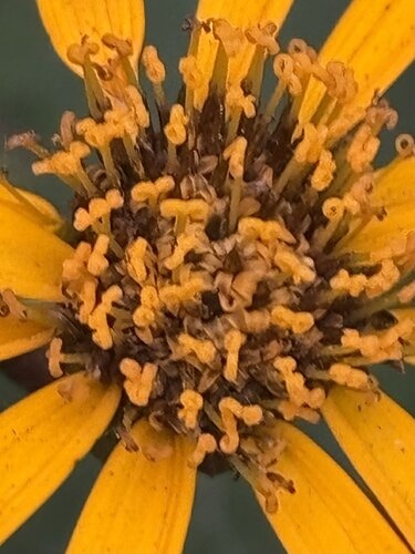 Sunrise von Amanda Harris, Fotografie kaufen auf Singulart