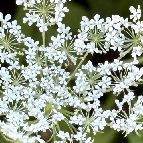 Wedding von Amanda Harris, Fotografie kaufen auf Singulart