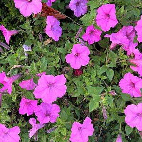 Floral par Amanda Harris, Photographie en vente sur Singulart