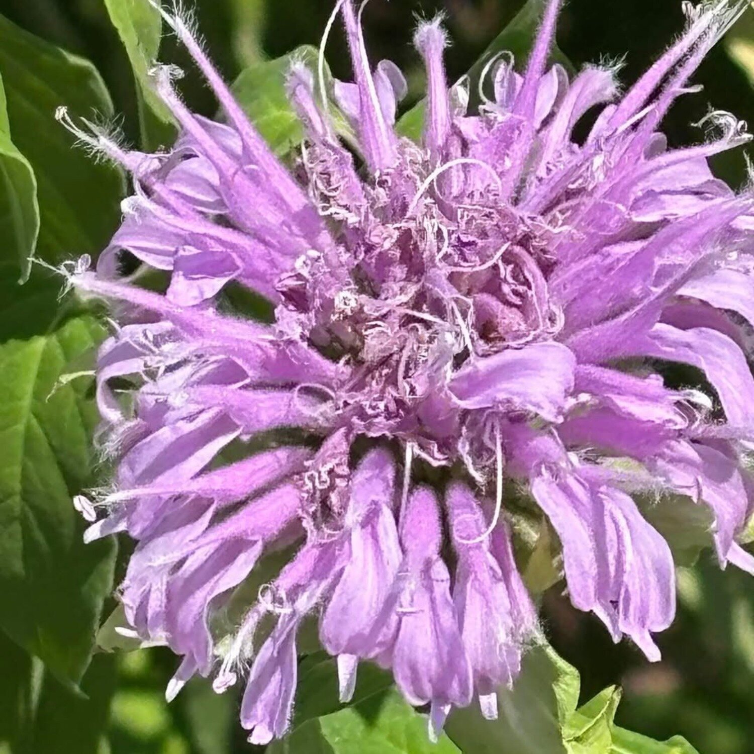 Purple Flower Amanda Harris