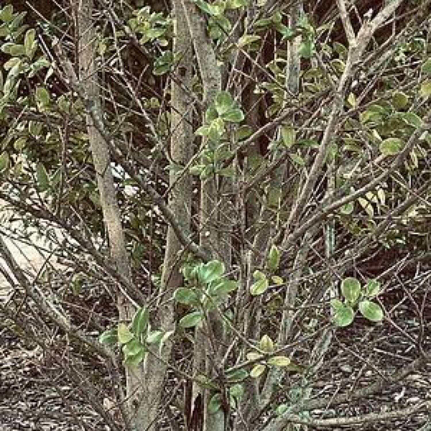 Barren Amanda Harris
