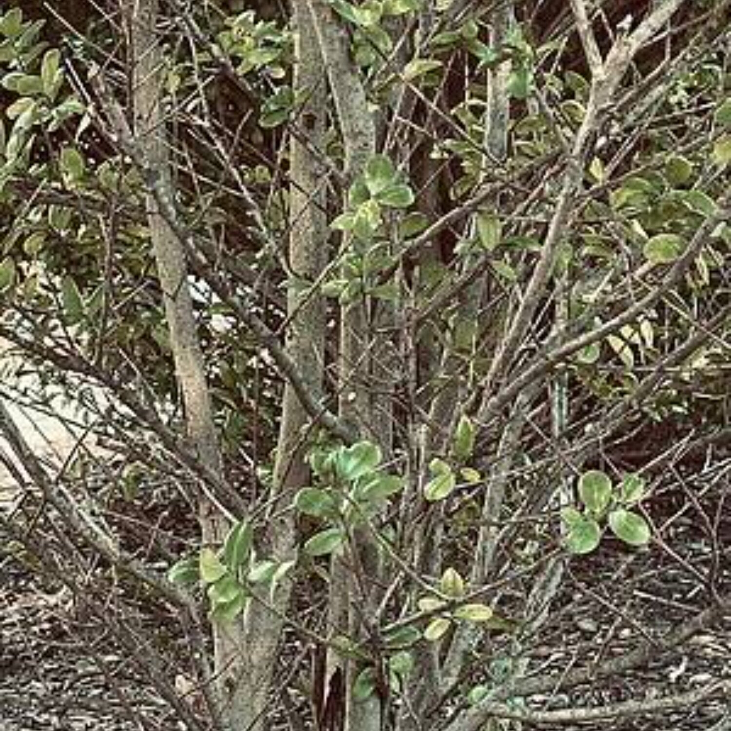Barren Amanda Harris