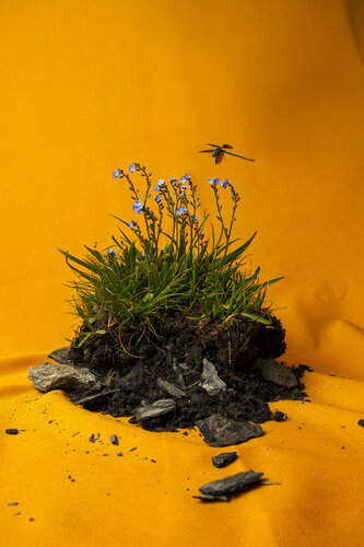 MYOSOTIS ALPESTRE. de Sarmento Ludovic, Fotografía a la venta en Singulart