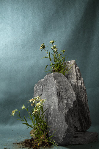 Edelweiss. van Sarmento Ludovic, Fotografie te koop op Singulart