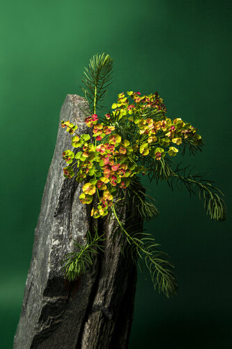 Euphorbe. van Sarmento Ludovic, Fotografie te koop op Singulart