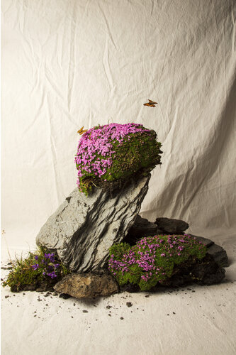 Silène Acaule. de Sarmento Ludovic, Fotografía a la venta en Singulart